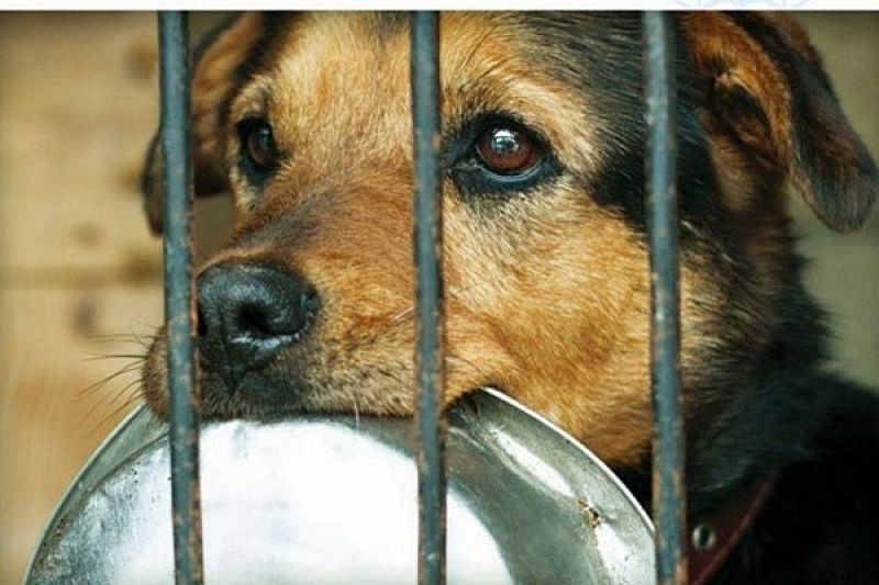  Grafika #0: PEŁNA MISKA DLA SCHRONISKA grafika