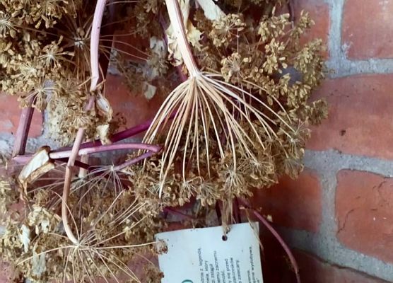 Lekcja muzealna w Baszcie Nr 27 grafika