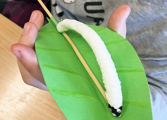 "Gąsienice na listku" grafika