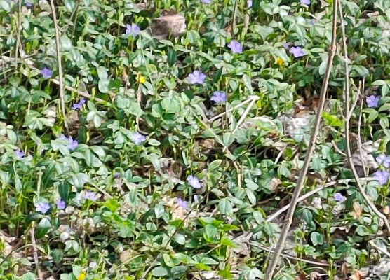 Obchody Dnia Ziemi w klasie 1 grafika