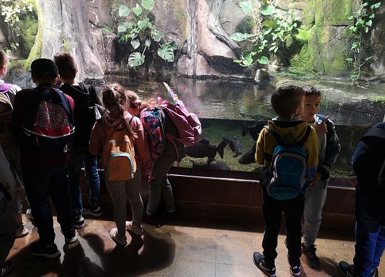 Wycieczka kaszubska do Oceanarium – kl.II i III grafika