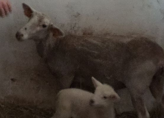 Wycieczka kaszubska klasy I do Swołowa grafika