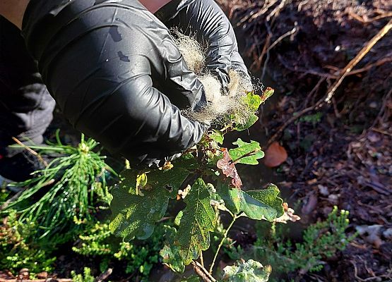 Wycieczka do lasu - Sprzątanie Świata grafika