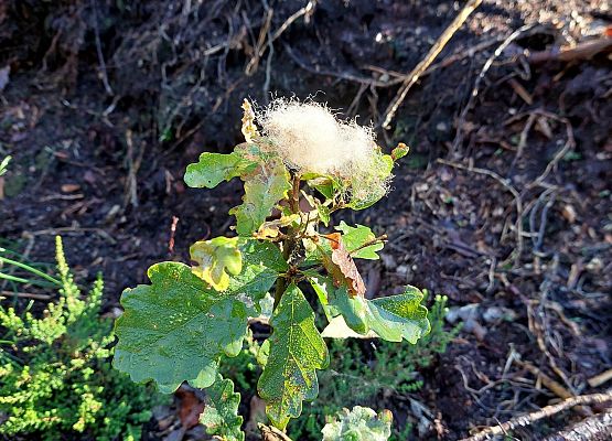 Wycieczka do lasu - Sprzątanie Świata grafika