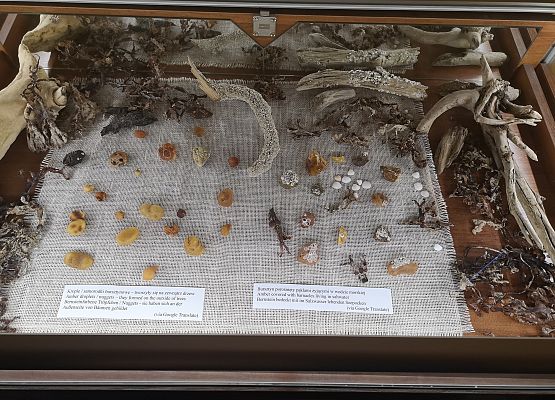 Wycieczka klas 2-3 do Łeby grafika