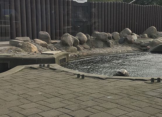 Wycieczka klas 4a i 5a  na Hel   grafika