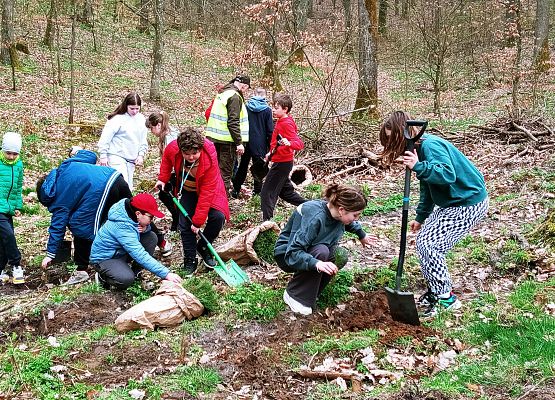 DZIEŃ ZIEMI 2024 – SADZENIE LASU grafika