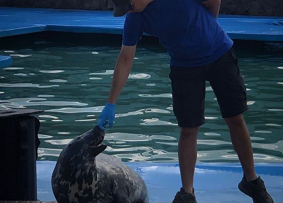 Fokarium w Sarbsku  -wycieczka kaszubska kl.2 grafika