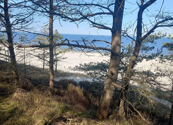 W poszukiwaniu Wiosny grafika