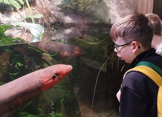 Wycieczka kaszubska klas 1-2 do Oceanarium w Gdyni grafika
