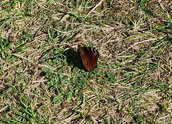 Klasa I b na tropie wiosny!  grafika