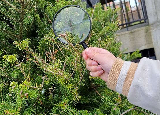 Klasa I b na tropie wiosny!  grafika