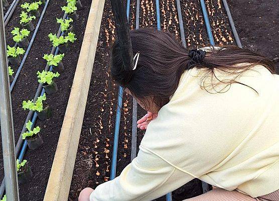 Wizyta klasy III B w szklarni grafika