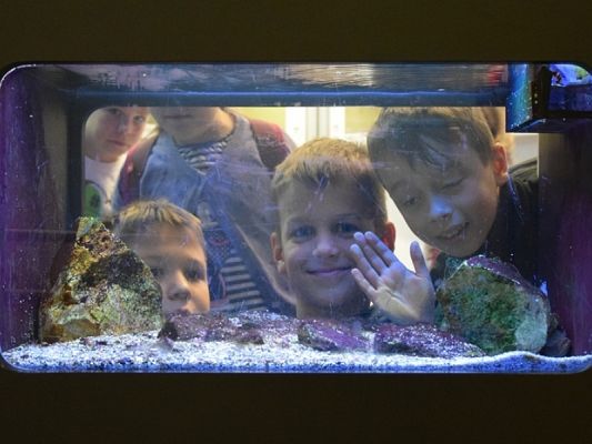  Grafika #0: WYCIECZKA KLAS II DO AKWARIUM GDYŃSKIEGO grafika