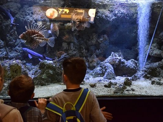  Grafika #15: WYCIECZKA KLAS II DO AKWARIUM GDYŃSKIEGO grafika