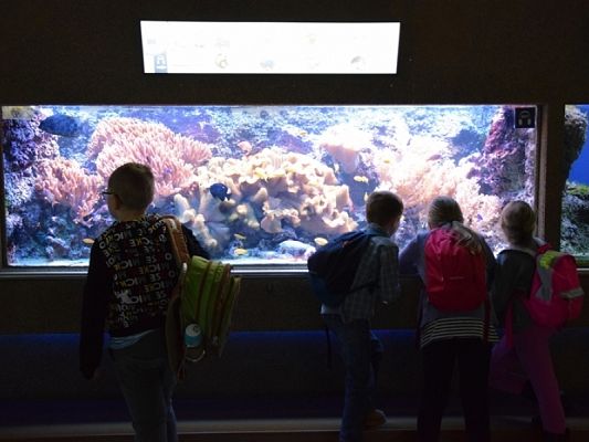  Grafika #16: WYCIECZKA KLAS II DO AKWARIUM GDYŃSKIEGO grafika