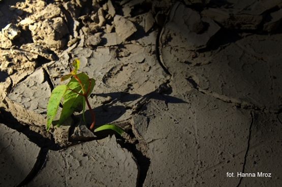  Grafika #5: 2018 - The Element - Earth grafika