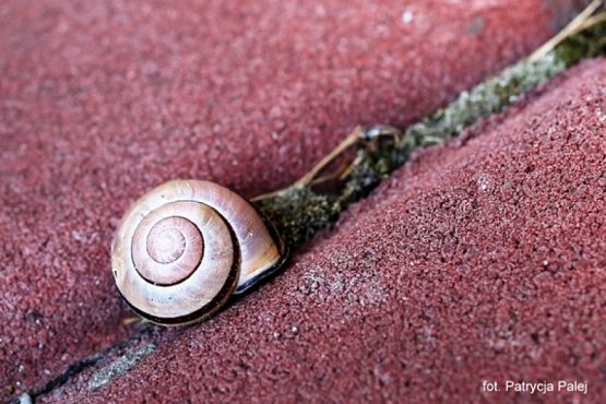  Grafika #8: 2018 - The Element - Earth grafika