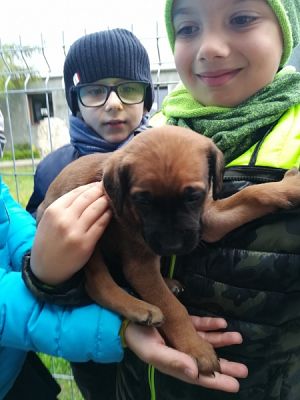  Grafika #8: Dary dla schroniska grafika