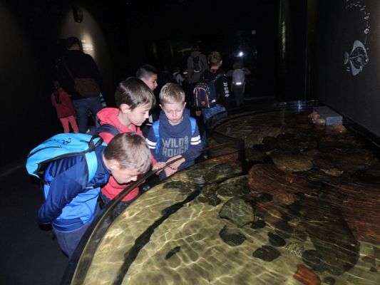  Grafika #7: WYCIECZKA KLASY II DO OCEANARIUM grafika