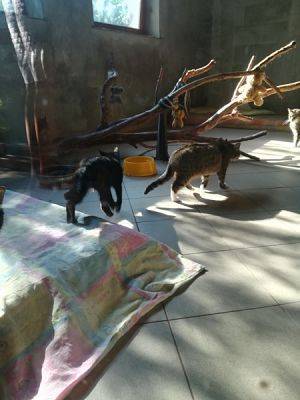 Grafika #0: Pełna miska dla schroniska - podsumowanie akcji grafika