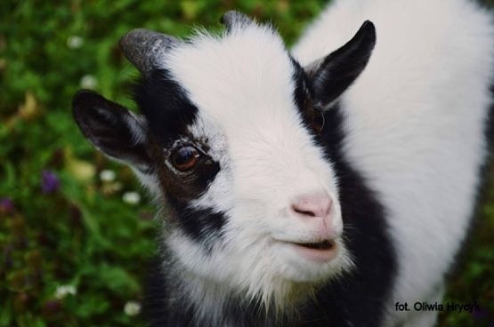  Grafika #1: 2019 - Crazy Animals grafika