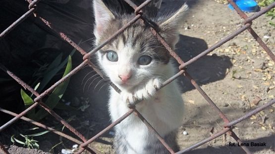  Grafika #4: 2019 - Crazy Animals grafika