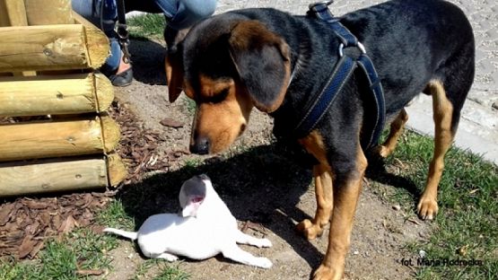  Grafika #8: 2019 - Crazy Animals grafika