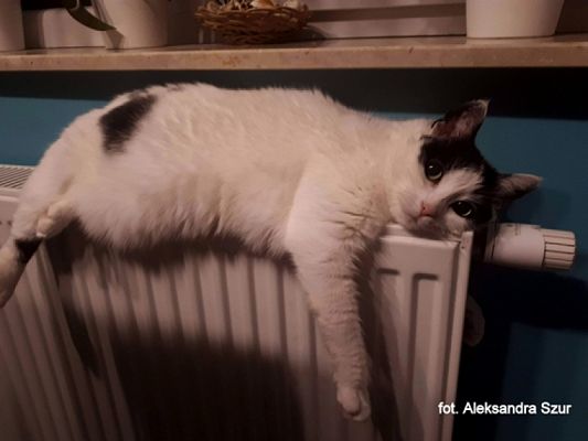  Grafika #9: 2019 - Crazy Animals grafika