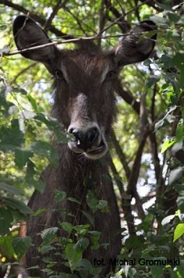  Grafika #14: 2019 - Crazy Animals grafika