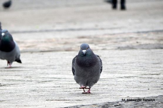  Grafika #16: 2019 - Crazy Animals grafika