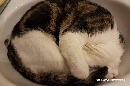  Grafika #17: 2019 - Crazy Animals grafika