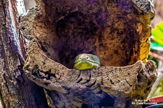  Grafika #18: 2019 - Crazy Animals grafika