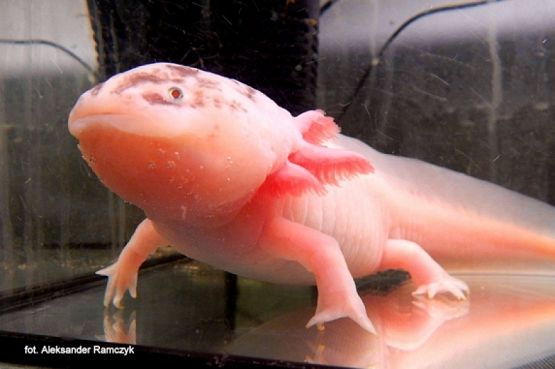  Grafika #19: 2019 - Crazy Animals grafika