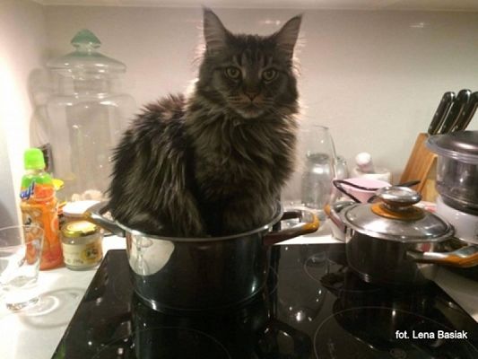  Grafika #20: 2019 - Crazy Animals grafika