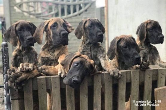  Grafika #24: 2019 - Crazy Animals grafika