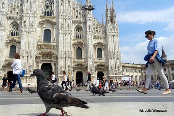  Grafika #26: 2019 - Crazy Animals grafika