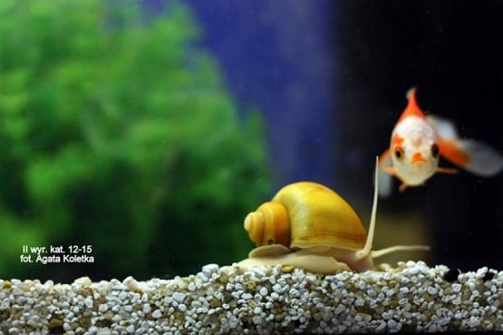  Grafika #27: 2019 - Crazy Animals grafika