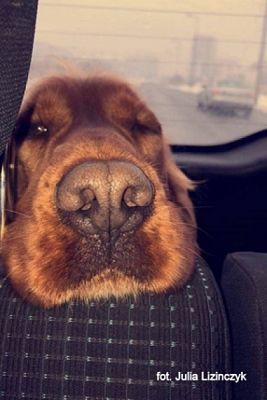  Grafika #29: 2019 - Crazy Animals grafika