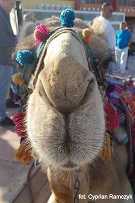  Grafika #30: 2019 - Crazy Animals grafika