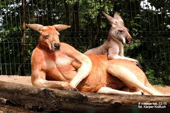  Grafika #34: 2019 - Crazy Animals grafika