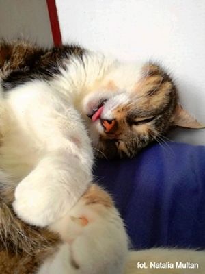  Grafika #35: 2019 - Crazy Animals grafika