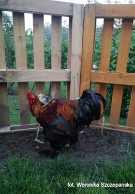  Grafika #36: 2019 - Crazy Animals grafika