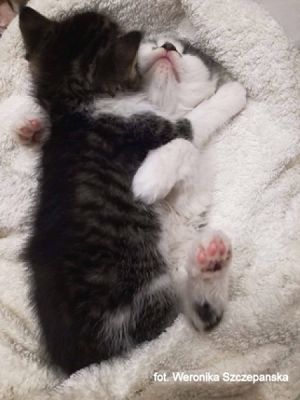  Grafika #37: 2019 - Crazy Animals grafika