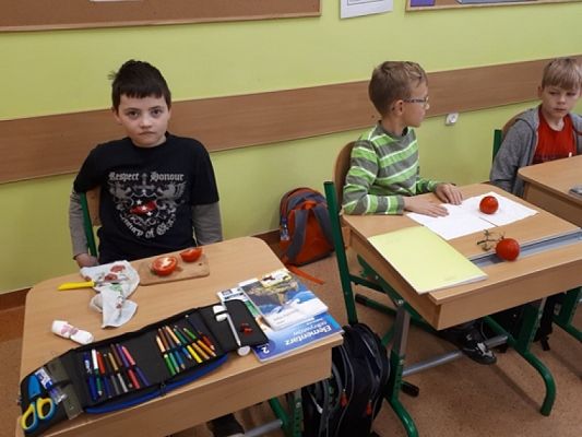  Grafika #0: Budowa pomidora, lekcja przyrody kl IIb grafika