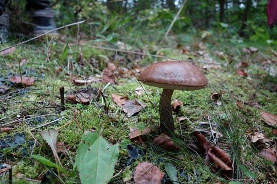  Grafika #12: Sprzątanie Świata 2019 r. grafika