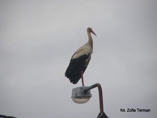 Grafika #0: 2019 - Crazy Animals grafika