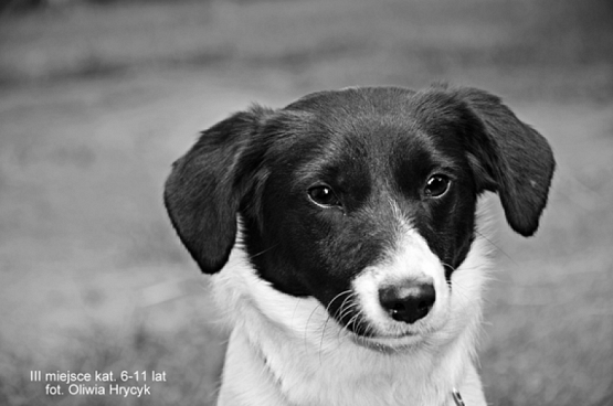 Grafika #2: 2019 - Crazy Animals grafika