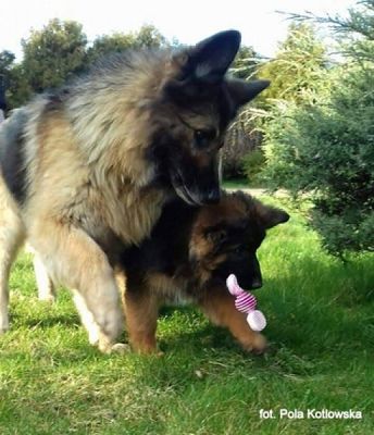 Grafika #3: 2019 - Crazy Animals grafika