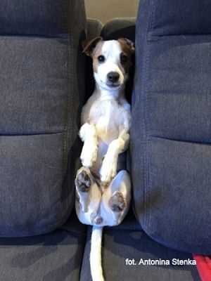 Grafika #5: 2019 - Crazy Animals grafika